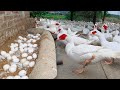 The Guide Techniques For Breeding Muscovy - Muscovy Ducks Farming