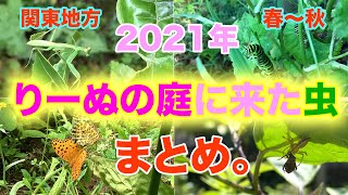 【庭の虫2021】りーぬの庭にやってきた虫たちが織りなす驚きの弱肉強食昆虫ワールド！一年間コツコツ撮りためた映像をギュッとまとめてみました。自然は厳しいが、たくましいです！