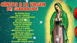 Los Berrenditos Cantos y Alabanzas a la Virgen de Guadalupe🙏Cántos a la virgen de Guadalupe