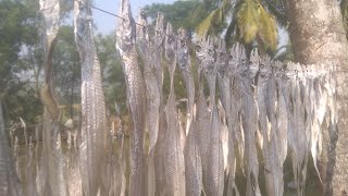 Dry fish / শুকো মাছ / মাছ শুকনো /বাড়িতে  মাছ শুকনো।