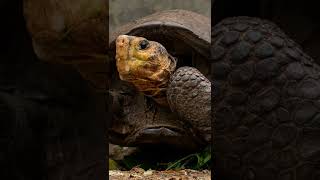 Galapagos Tortoise | Fernandina Island Tortoise Back From Extinction After 100 Years