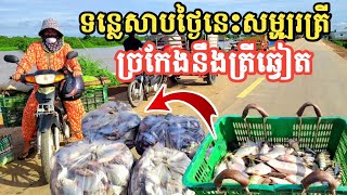 យាយឡូឡា ថ្ងៃនេះ ទិញបានត្រីច្រកែងត្រីឆ្វៀតល្អៗ || Freshwater Fish Market KH [Ep. 481]