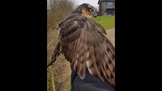 Raikibehandelung bei verletzte Vogel