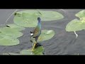 naples nature weekly episode 15 purple gallinule collier county public library