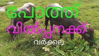 2 പോത്ത് വിൽപ്പനക്ക്  buffelo farming Kerala #anwarKerala