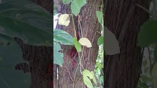 Dangerous Insects In Jungle😳☠️😳| खतरनाक कीड़े🐞🪲 #shorts #short #insects #dangerousinsects #insect