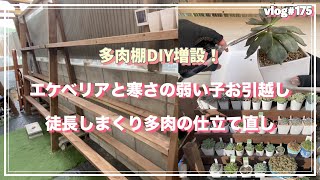 VLOG175【多肉植物】多肉棚DIY増設！多肉達のお引越しと徒長しまくり多肉の仕立て直し　可愛くなるよෆ̈