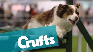 Crufts 2015 is coming!