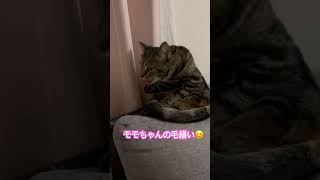 モモちゃんの毛繕い😊#short #猫のいる暮らし #かわいい