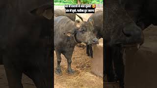 उच्च दूधारू बन्नी भैंसों का खज़ाना।#buffalofarm #bannibuffalo #dairy #shorts