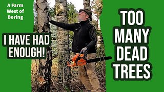 I give up | This has to stop | Birch trees dying and posing a hazard from falling branches