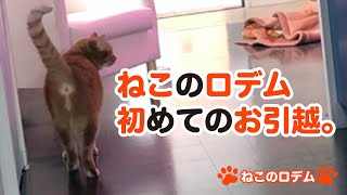 ねこのロデム。初めて引越しました！