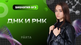 ДНК и РНК, особенности и различия | БИОЛОГИЯ | PARTA ОГЭ 2023