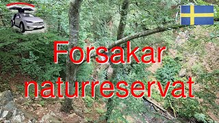 Forsakar naturreservat