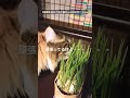 【 312 shorts】猫草を初めて見た猫さんの反応がこちらｗ こねこ ねこ meow mew 猫草 無印良品