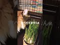 【 312 shorts】猫草を初めて見た猫さんの反応がこちらｗ こねこ ねこ meow mew 猫草 無印良品