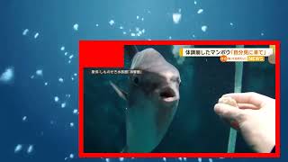 改修休館でマンボウ体調崩す　寂しさ原因か　人の顔写真を水槽に貼ったら回復【知っておきたい！】【グッド！モーニング】(2025年1月24日)