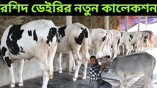 রশিদ ডেইরি ফার্মের নতুন কালেকশন | বাছাইকৃত সেরা বকনার দাম | বকনা গরুর বর্তমান দাম | Roshid dairy