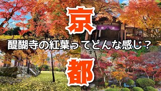 🍁京都紅葉🍁醍醐寺の紅葉ってどんな感じ？ 　Kyoto,Daigoji,temple,autumnleaves