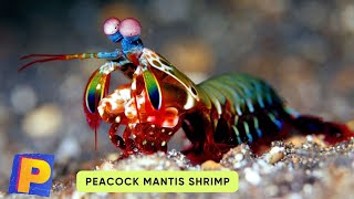 ABC Sea Creatures Song | Sea Animals Song | Learn English, Alphabets and Animals for Kids #abcd