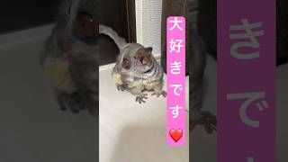 Bushbaby 推しの子リアム誕生❤️#shots #bushbaby #おさるさん #ショウガラゴ #ブッシュベイビー #推しの子