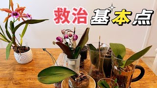 【静姐蝴蝶兰36】抢救无根少叶蝴蝶兰，根据这些要素选择方法，简单，且成功率高