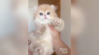 مواقف و طرائف مضحكة للحيوانات 😂 - ❤😂 Animals Funny #مواقف #طرائف #مضحك #كوميديا #مقاطع_مضحكة #ضحك