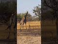 giraffe 👀zambia 🇿🇲 ❤️ travel zambia lusaka safari