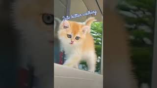 Cute kitten walking 🐈🐈 Rajani@ST8633#kitten#cat#viral#shorts#youtube#video