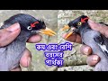 What is the difference between younger and older age of shalik bird? shalik pakhi. Moynah Pakhi