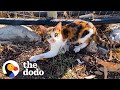 Guy Puts On Gloves To Wrestle A Stray Cat To Safety | The Dodo Faith = Restored