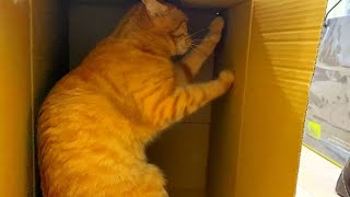 段ボールが好き？な茶トラ　Cats like Cardboard【301小麦日記】