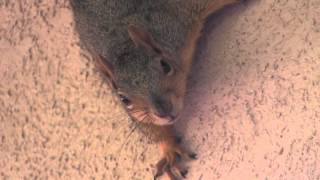 Angry Squirrel on the wall of my home