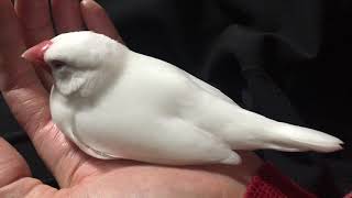 手のひらで寝たい白文鳥もちさん♡