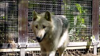 走る姿がかっこいいオオカミ姉妹です（円山動物園　シンリンオオカミのジュリとカエデ）#狼 #wolf