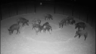 Trapped 18 wild hogs out of the hay field with Muddyfeet