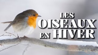 Comment NOURRIR les OISEAUX en HIVER ?