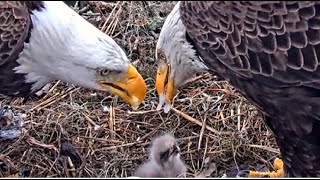 AEF NEFL Eagles ~ Gabby \u0026 Beau Give Sweet NE31 A Dual Feeding! A Heartwarming Moment To See! 1.22.25