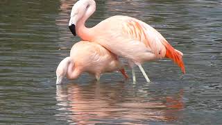 Chilean flamingo mating attempts