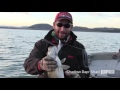 less is more the rapala® shadow rap® shad how to fish