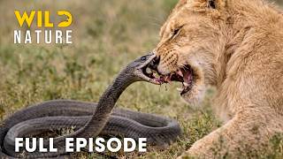 World’s Deadliest Snakes (FULL EPISODE) | A Brutal Fight for Survival | Animal documentary