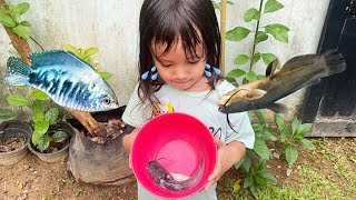 Sedih Ikan Lele \u0026 Ikan Sepat Mati 😥 Langsung di Kubur | Sad Catfish \u0026 Sepat Fish Die