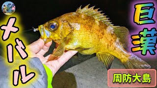 〚周防大島〛アジが釣れてるポイントに行ってみると巨漢メバルがww🤩💞やっぱりワームは魚卵だねぇ🥚✨