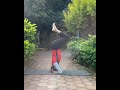 Headstand variations#yoga #youtubeshorts #yogi