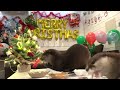 otters’ christmas in hakone otter life day 891