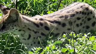 SERVAL HUNTING SKILL,,tazama huyu paka pori akiwinda