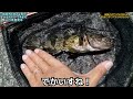 【魚釣り 19】山口県周南市の色んな魚が釣れるポイントでボウズのがれで釣ってみたら高級魚！