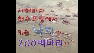 낙지잡는방법을 통해 낙지잡이가 낙지해루질로 낙지200마리 잡기(octopus).