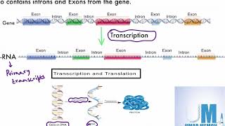 Introns, Exons and splicing (new syllabus) - AS Level Biology