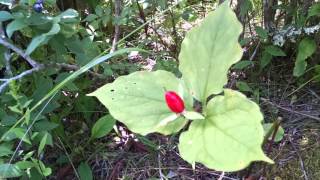 Shining Rock Gap, Pisgah National Forest, August 2015